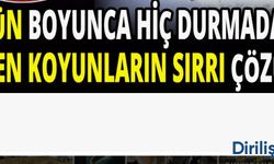 12 Gündür Durmadan Dönen Koyunların Sırrı Açıklandı!