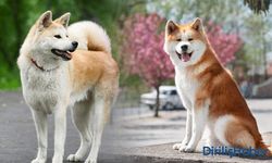 Akita Köpek Özellikleri, Tarihi ve İhtiyaçları Nelerdir?