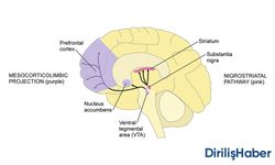 Dopamin Nedir? Sağlığa Etkisi Nelerdir? Doğal Olarak Alınır mı?