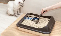 Kedi Kumu Kabı Seçimi Nasıl Olmalı?