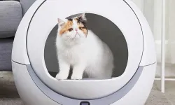 Otomatik kedi tuvaleti nedir?