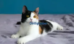 Kediler Kaç Yıl Yaşar? 1 kedi yılı kaç insan yılıdır?