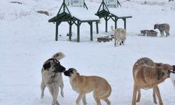 Bakan Tunç'tan başıboş köpeklerin saldırısına uğrayan bebek için açıklama