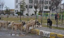 Yalova Valiliğinden köpek saldırısına uğrayan çocukla ilgili açıklama geldi