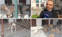 Batman'daki başıboş köpek uygulamasının ülke geneline yaygınlaştırılması çağrısı