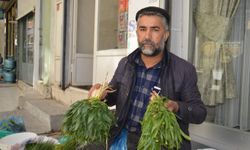 Hem şifa hem de lezzet kaynağı: Soryaz bitkisi