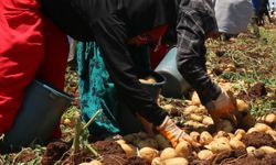 Zirai don etkisinin ardından turfanda patates sofralarda yerini aldı