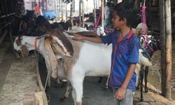 Bangladeş’te kurbanlık İçin 13 milyona yakın hayvan hazırlandı