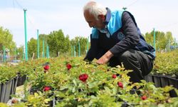 Battalgazi'nin park ve bahçeleri belediyenin kendi ürettiği çiçeklerle güzelleşiyor