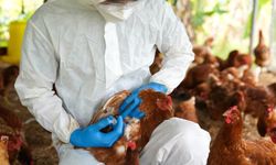 Brezilya'da kuş gribi alarmı 