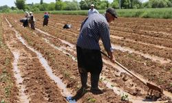 Çiftçilere destekleme ödemeleri başladı
