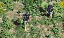 Diyarbakır'da bin 220 adet kök keneviri ele geçirildi