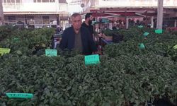 Don felaketinden sonra sebze fidelerine talep arttı