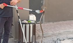 Şanlıurfa’da bodrum katında yakalanan yılan doğaya bırakıldı