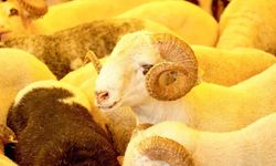 Ticaret Bakanlığından Kurban Bayramı öncesi denetim