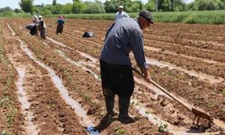 Üreticilere 5,1 milyar lira destekleme ödemesi yapılacak