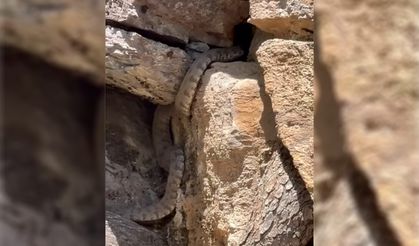 Malatya'da engerek yılanı görüldü