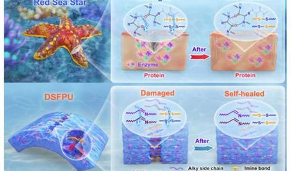 Kızıl denizyıldızından esinlenen malzeme, suyun altında hızla kendi kendini onarıyor