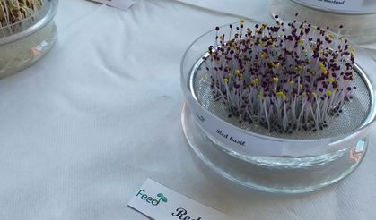 Sağlıklı gıdalar için filizlerden güç alınıyor