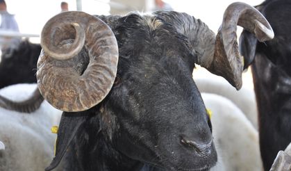 Umut Kervanı'ndan kurban çağrısı: Vekaletlerinizi gönül rahatlığıyla bize emanet edin