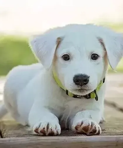 Rüyada Köpek Görmek Ne Anlama Gelir ?