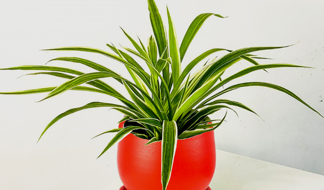 Chlorophytum / Kurdele Çiçeği Bakımı
