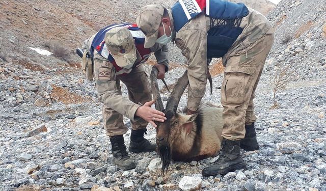 Malatya'da dağ keçisi avlayan şahsa 661 bin 883 TL para cezası verildi