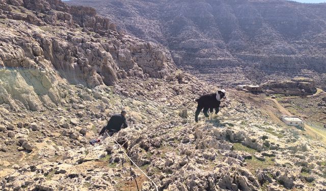 Mardin’de kayalıklarda mahsur kalan 17 oğlak kurtarıldı