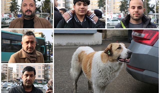 Sahipsiz hayvanlar için belediyelere para cezası uygulanmasına halktan destek