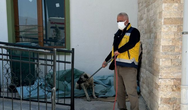 Adıyaman'da başıboş sokak köpekleri toplanmaya başlandı