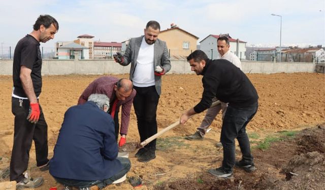 Bingöl'de Guldar domatesi toprakla buluştu