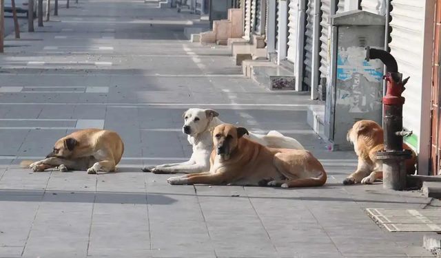 Köpek saldırıları hakkında soruşturma başlatıldı