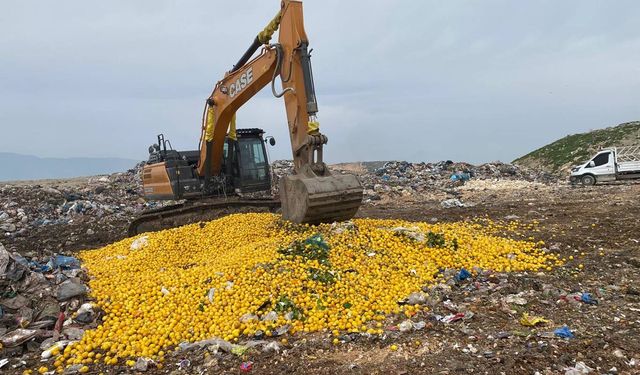 Pestisitin tespit edildiği ihraç ürünü limonlar imha edildi