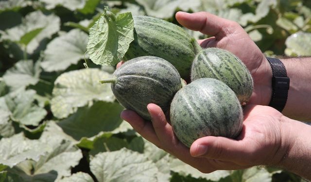 Şanlıurfa'da ata tohumları satışa sunuldu