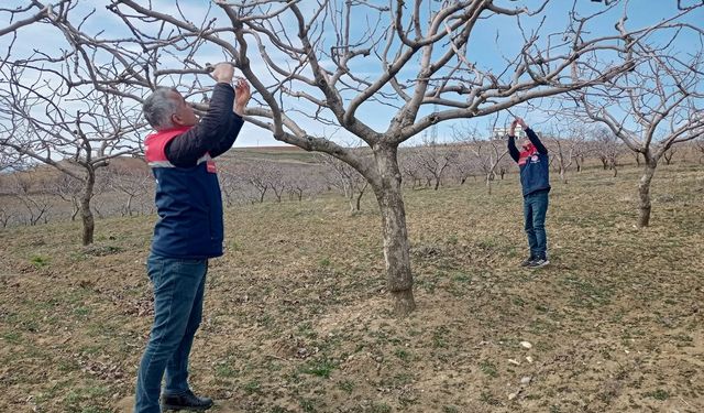 Siirt’te erkenci badem çeşitlerinde tam kayıp tespit edildi