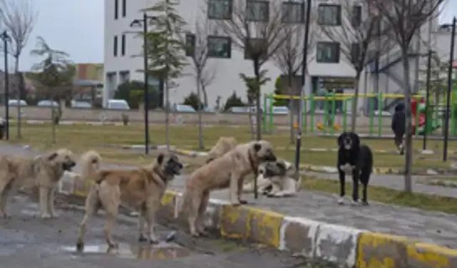 Sivas'ta başıboş köpeklerin saldırdığı çocuklardan biri yaralandı