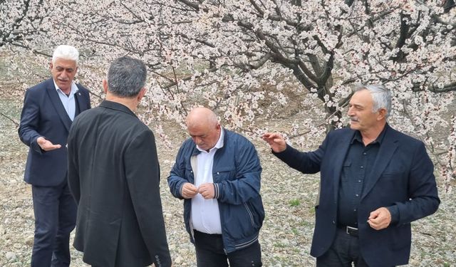 TZOB yönetim kurulu üyesi Kılıç: Kayısıda zarar büyük