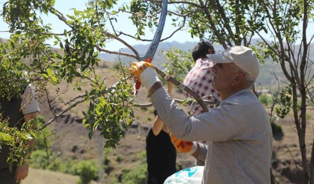 Vali Usta: Bingöl’de menengiç ağaçları kazanç kapısı olacak