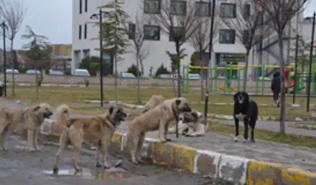 Yalova Valiliğinden köpek saldırısına uğrayan çocukla ilgili açıklama geldi