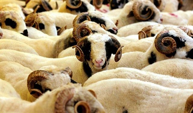 2025 Yılı Kurban Hizmetleri Tebliği Resmi Gazete’de yayımlandı