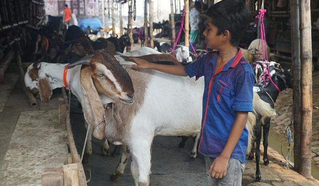 Bangladeş’te kurbanlık İçin 13 milyona yakın hayvan hazırlandı