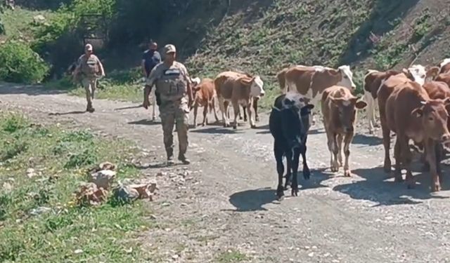Batman'da kayıp büyükbaş hayvanlar bulunarak sahibine teslim edildi