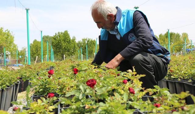 Battalgazi'nin park ve bahçeleri belediyenin kendi ürettiği çiçeklerle güzelleşiyor