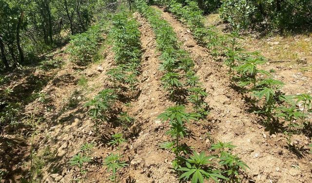 Bingöl'de 4 bin 763 kök kenevir ele geçirildi