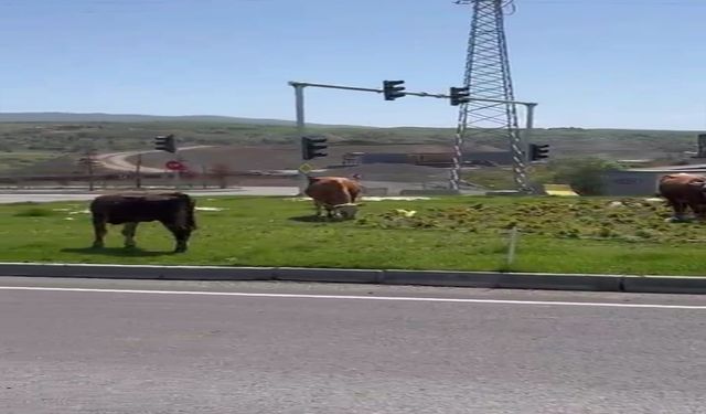 Bingöl’de başıboş hayvanlar kazaya davetiye çıkarıyor