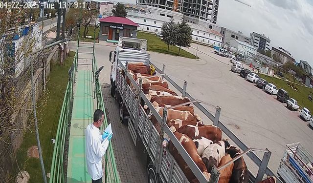 Bingöl'de kurbanlık hayvan sevkleri başladı