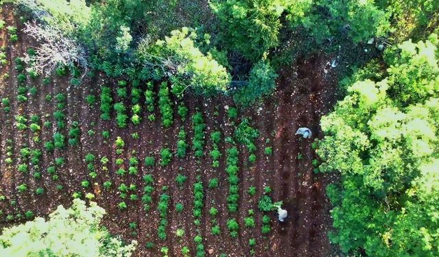 Diyarbakır'da 7 milyon 543 bin 818 kök kenevir ve Skunk ele geçirildi