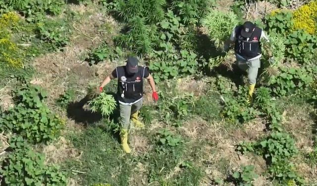 Diyarbakır'da bin 220 adet kök keneviri ele geçirildi