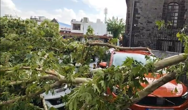 Diyarbakır’da sağanak ağacı devirdi: 3 araç zarar gördü