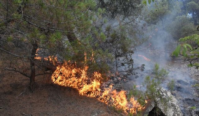 Kahramanmaraş'ta orman yangını